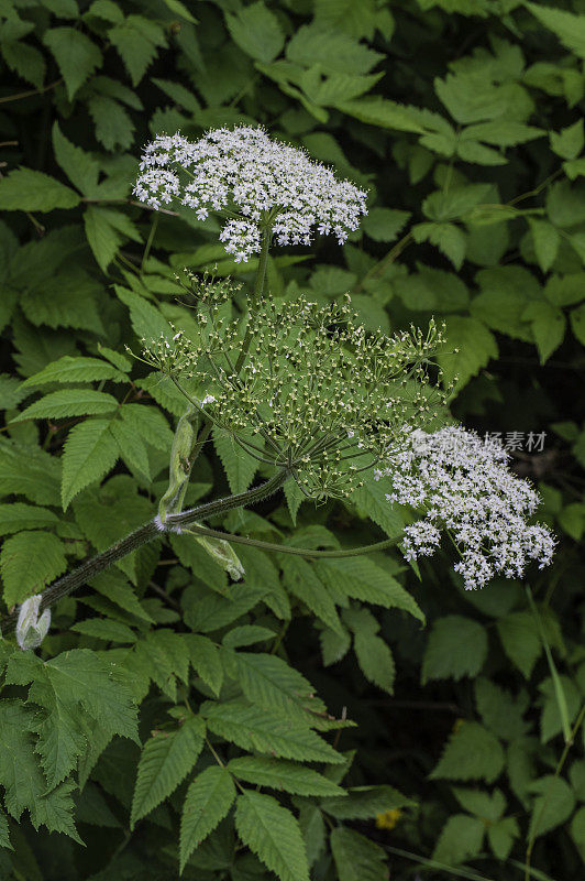 牛欧洲防风草;Heracleum lanatum;汤加斯国家森林，巴拉诺夫岛，阿拉斯加锡特卡。